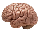 brain-transp